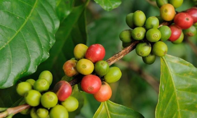 Kaffebær på kaffeplante