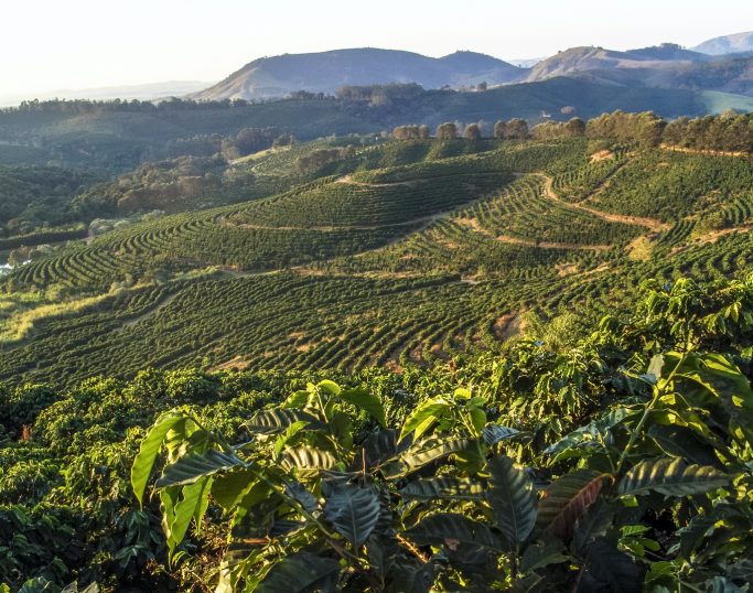 Kaffemarker i Brasil