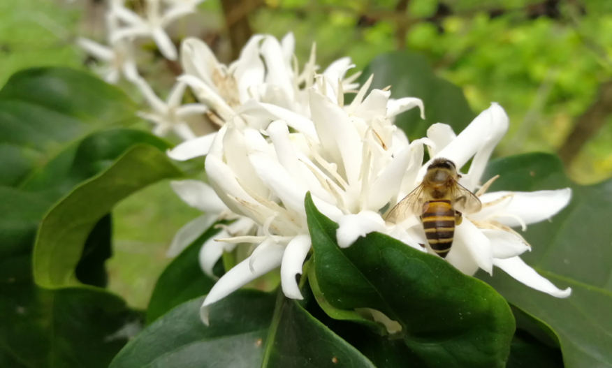 Bie og blomst