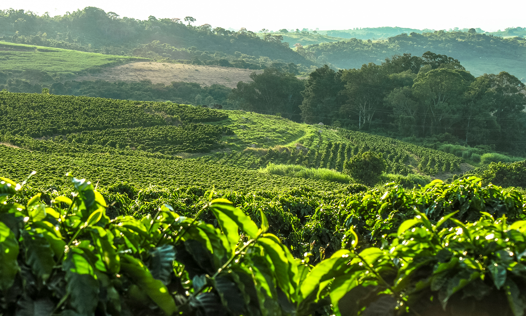 kaffefarm i brasil