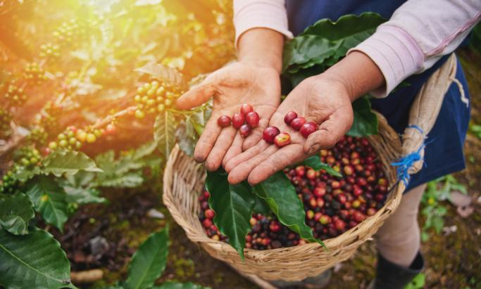 Kaffebonde viser frem kaffebær