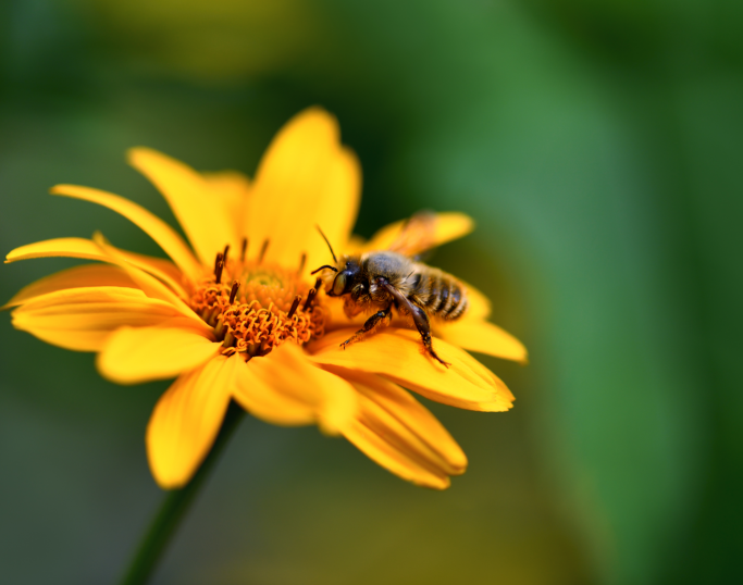 bie og blomst