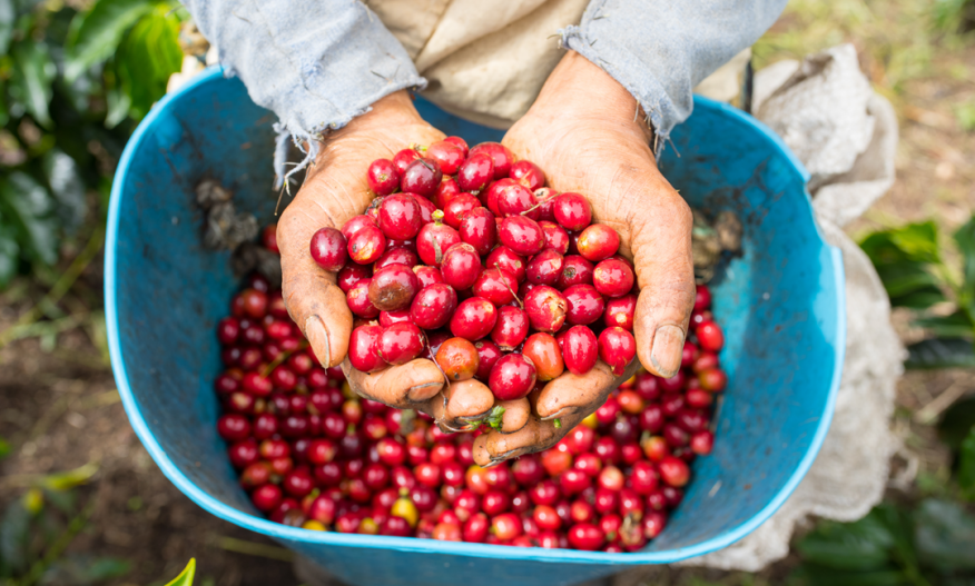 En kaffebonde har hendene fulle av kaffebær