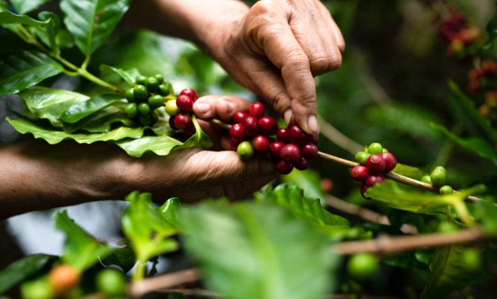 En kaffebonde plukker kaffebær