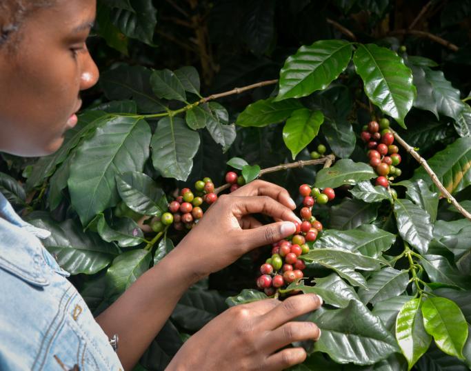 Kaffebonde undersøker kaffeplante