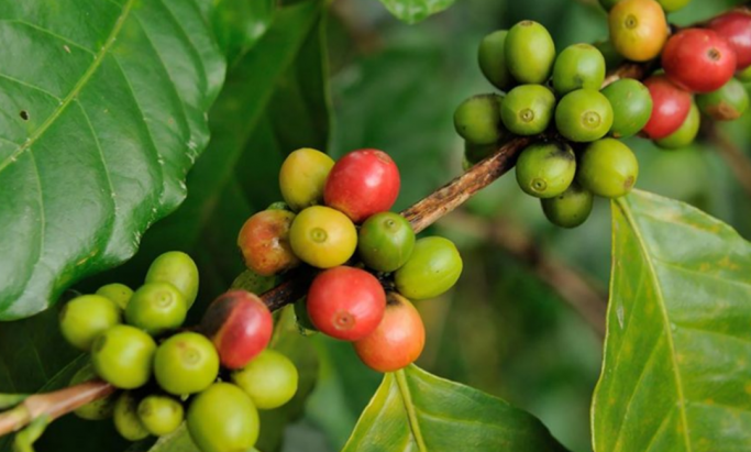 Kaffebær, green world økologisk kaffe