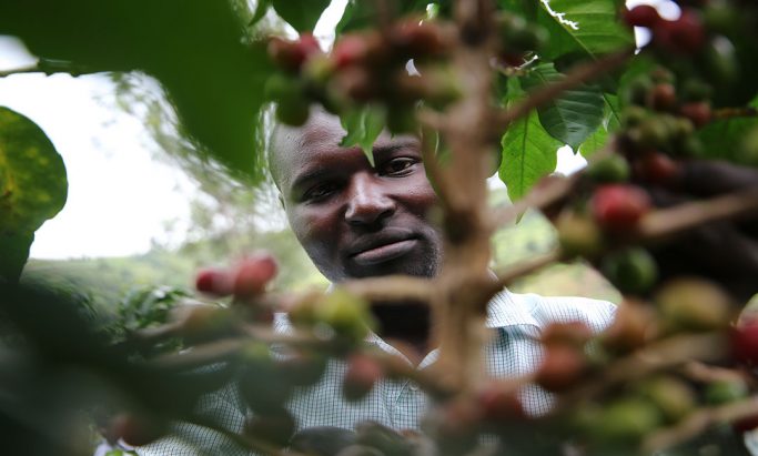 Mann som plukker kaffebær i Kenya