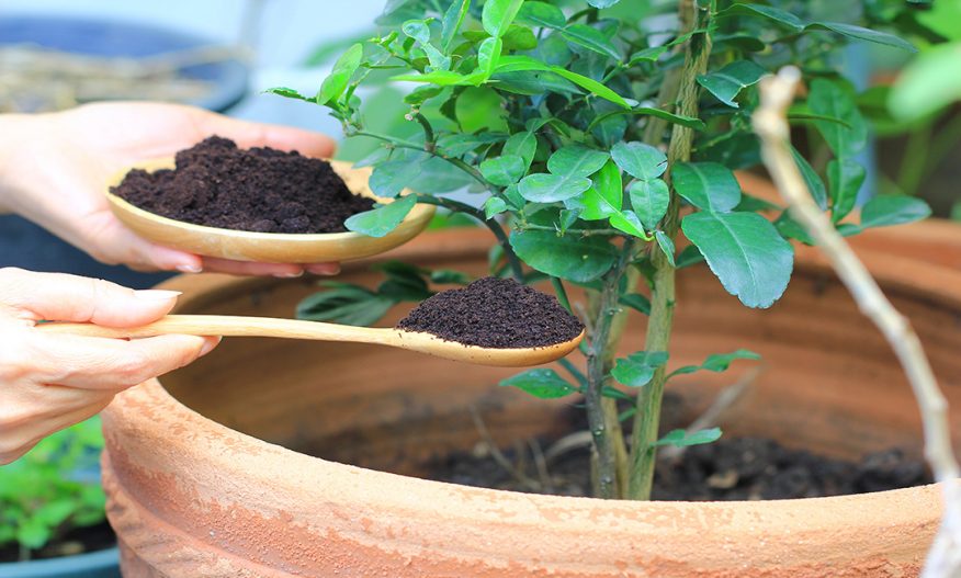 Kaffegrut som legges i en blomsterpotte som gjødsel