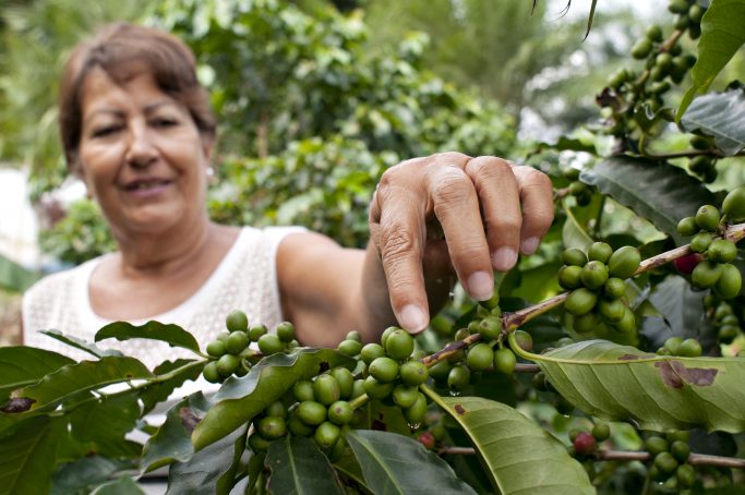 Kvinne viser frem grønne kaffebær