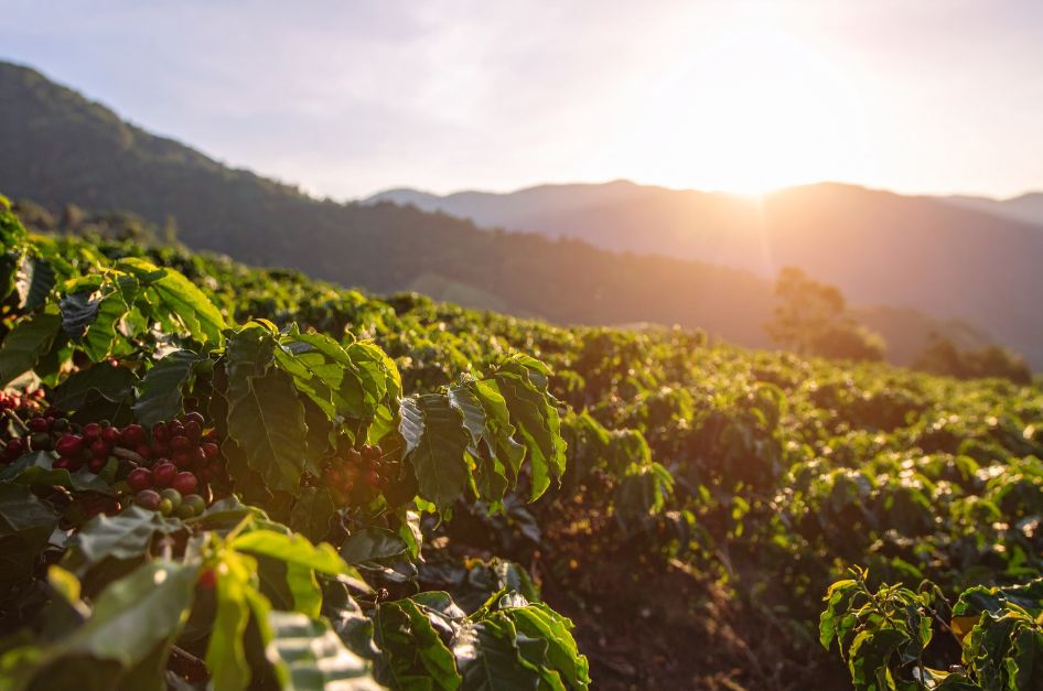 Rwanda landskap med kaffeplanter